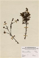 藏品(志佳陽杜鵑)的圖片